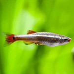 Whitecloud (Tanichthys albonubes)