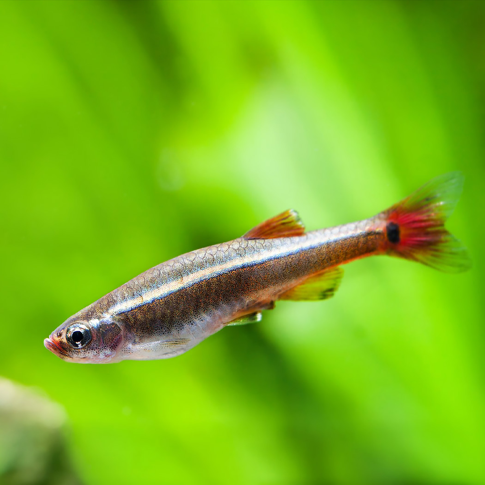 Whitecloud (Tanichthys albonubes)