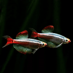 Whitecloud (Tanichthys albonubes)