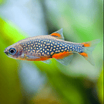 Rasbora Galaxy (Danio margaritatus)