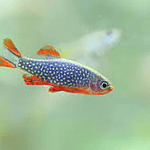 Rasbora Galaxy (Danio margaritatus)