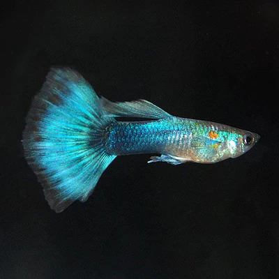 Guppy Sortido (M/F)