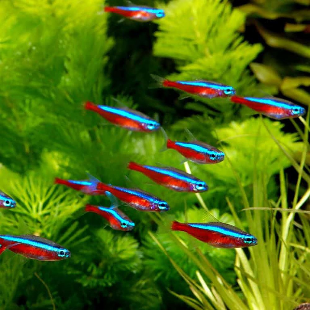 Tetra Neon Cardinal (Paracheirodon axelrodi)