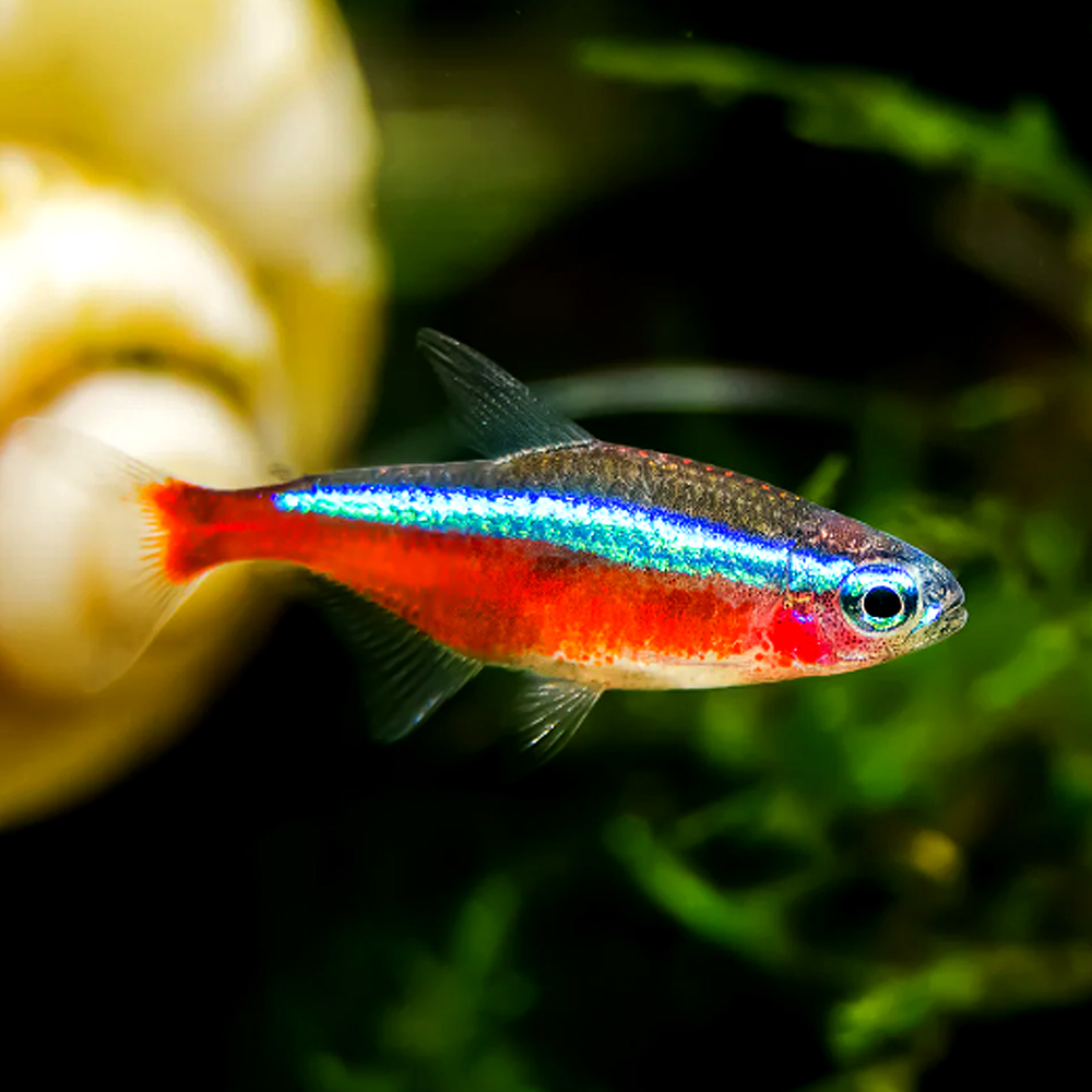 Tetra Neon Cardinal (Paracheirodon axelrodi)