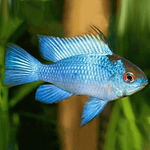 Ramirezi "Electric Blue"