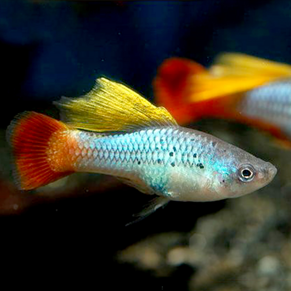 Platy Variatus - Hi Fin (Macho)