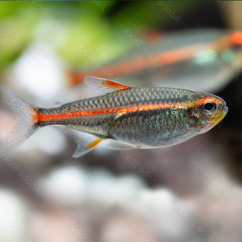 Tetra Neon Rosa (Hemigrammus erythrozonus)