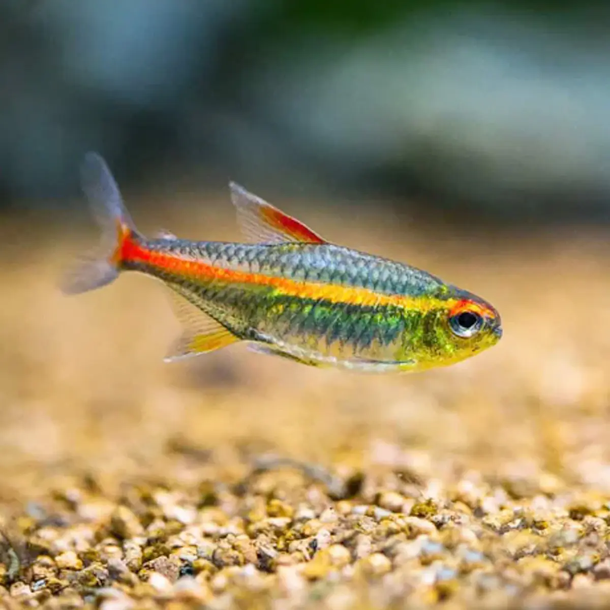 Tetra Neon Rosa (Hemigrammus erythrozonus)