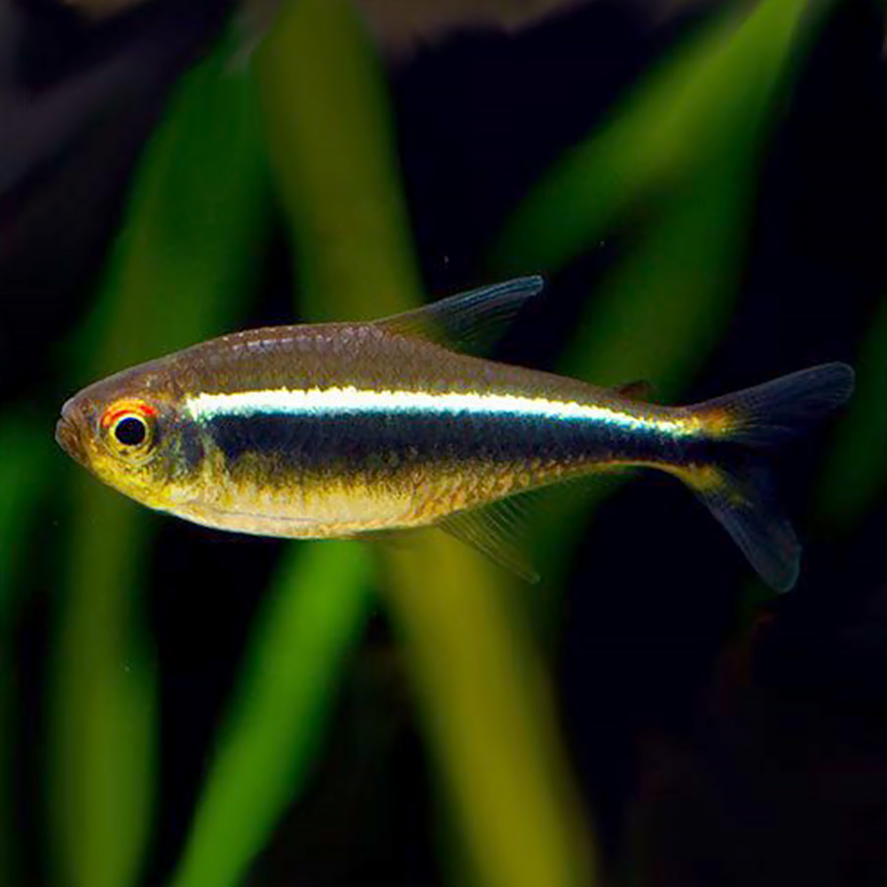 Tetra Neon Negro (Hyphessobrycon herbertaxelrodi)