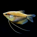 Gourami Pérola (Tricogaster leeri)