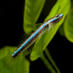 Góbio Azul Neon (Stiphodon Semoni)