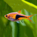 Rasbora Harlequin (Trigonostigma heteromorpha)