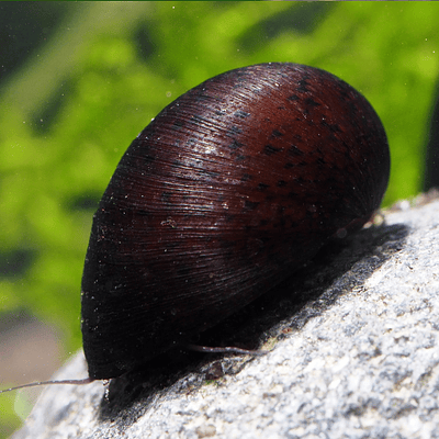 Caracol "Capacete Militar"