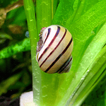 Caracol Spixi