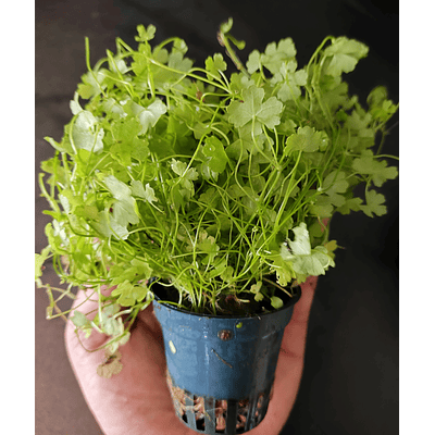 Hydrocotyle tripartita "Japan" - vaso