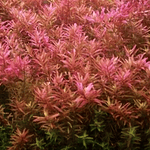 Rotala Vietnam "H'ra" - vaso