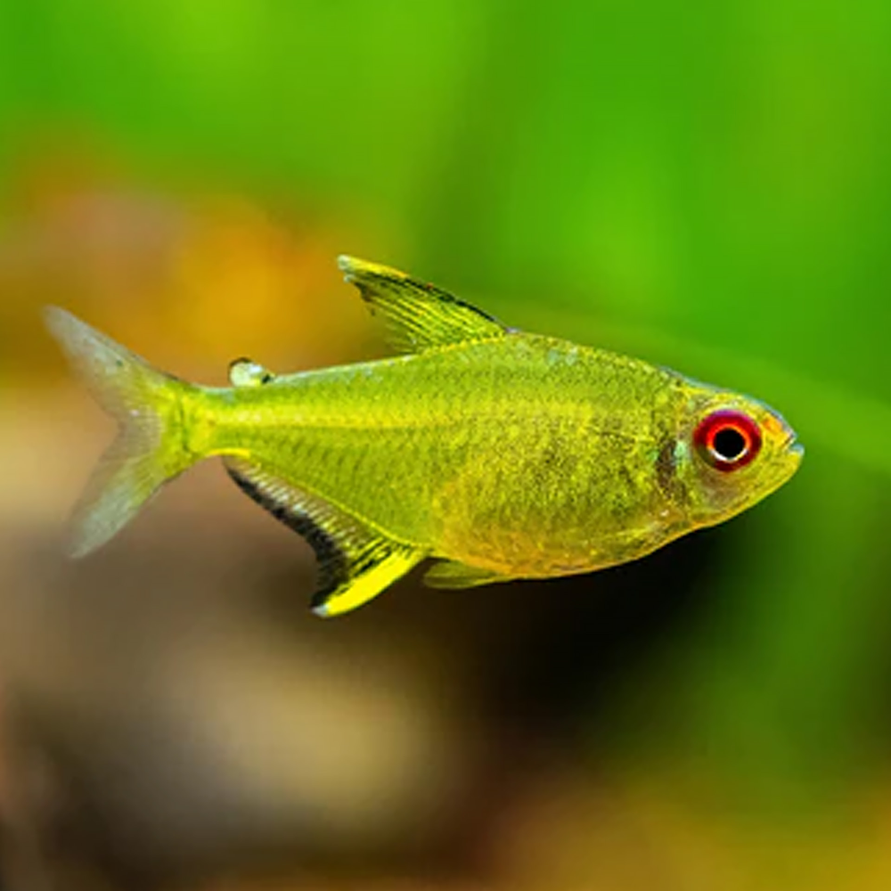 Tetra Limão (Hyphessobrycon pulchripinnis)