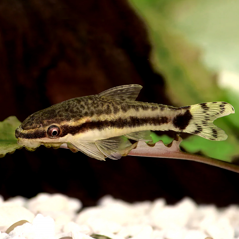 Otocinclus