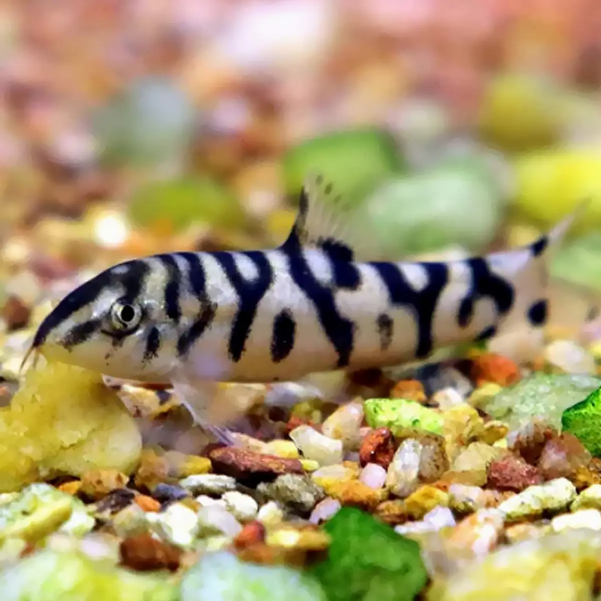 Botia Yoyo (Botia Lohachata)