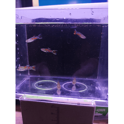 Endler "Cumana Rainbow"