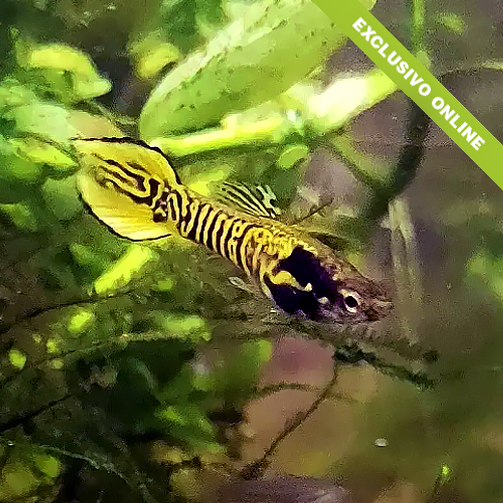 Endler "Yellow Tiger Speartail"