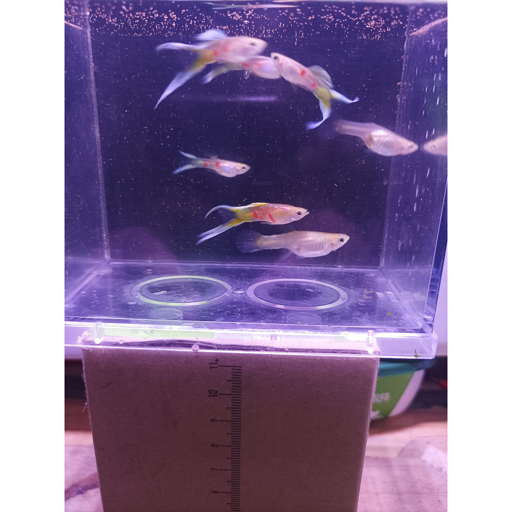 Endler "Neon Gold Lyretail"