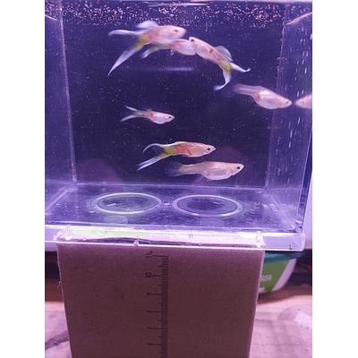 Endler "Neon Gold Lyretail"