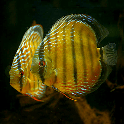 Discus Sortido - 6-8cm