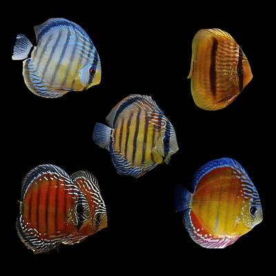 Discus Sortido - 6-8cm