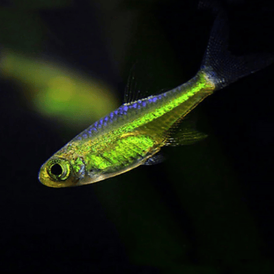 Rasbora Kubotai