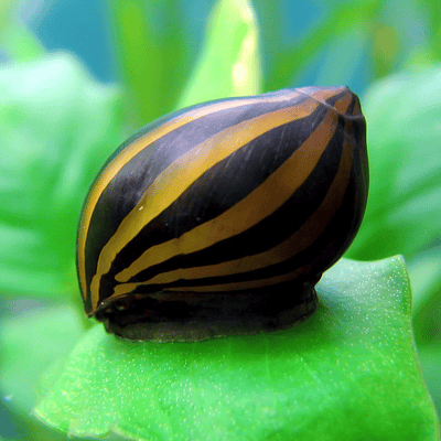 Neritina "Zebra"