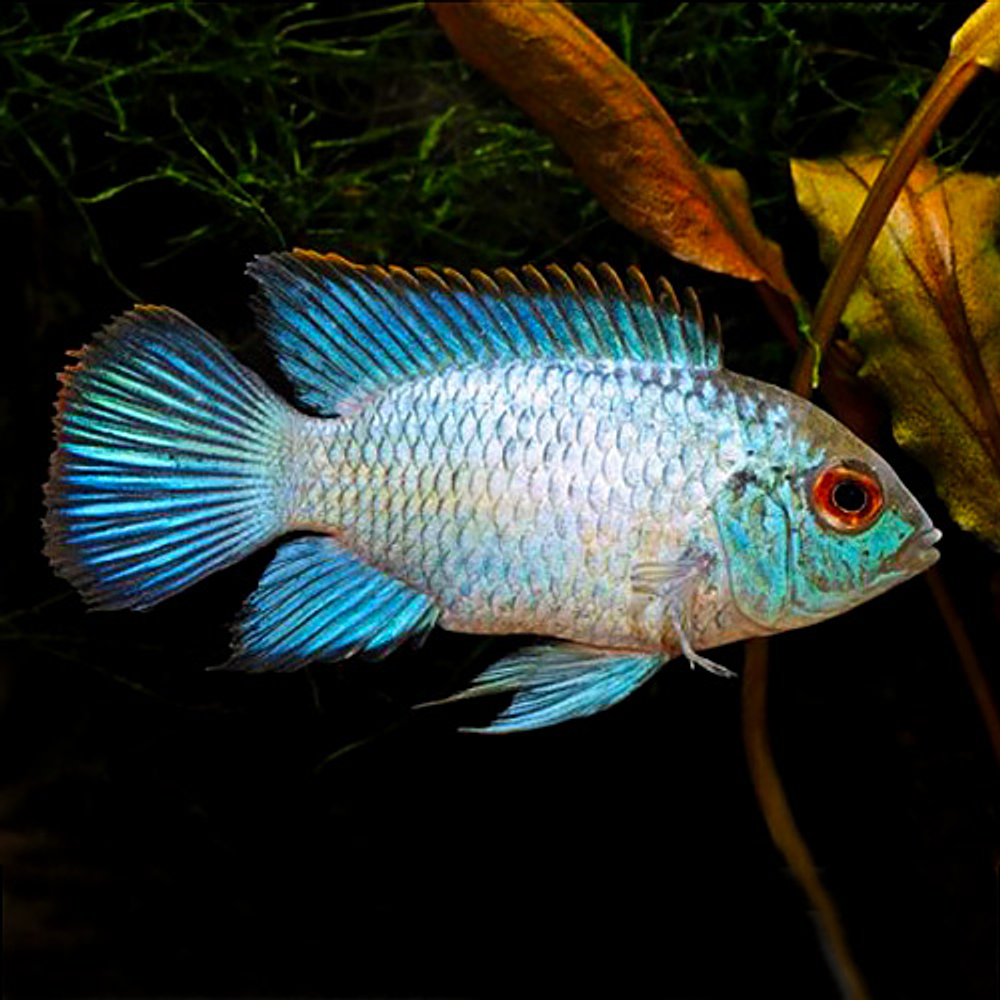 Acará Azul Elétrico (Andinoacara pulcher)