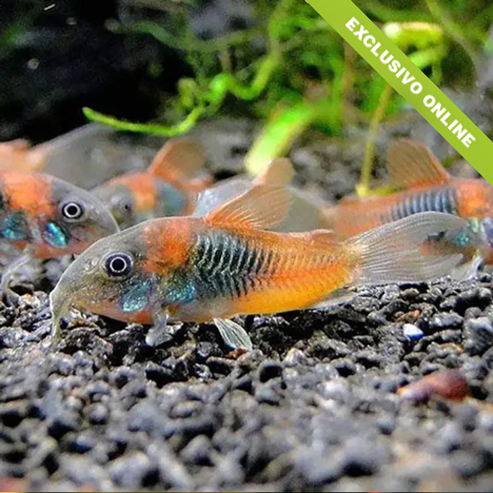 Corydora "Orange Venezuela"