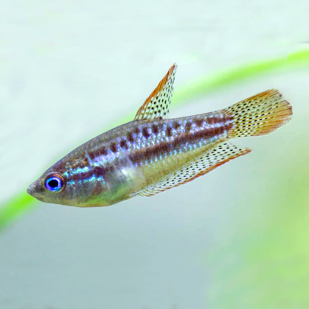 Gourami Pigmeu