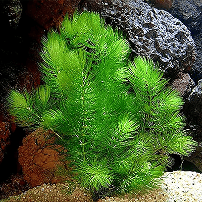 Ceratophyllum demersum 'Foxtail' - Cultivo caseiro