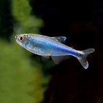 Tetra Azul (Boehlkea fredcochui)