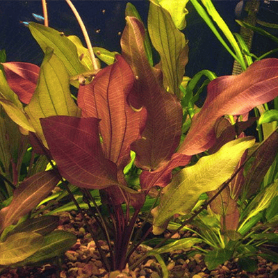 Echinodorus Regine Hildebrandt - vaso