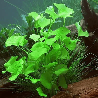 Nymphoides sp. Taiwan