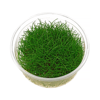 Eleocharis "Parvula" - In-vitro