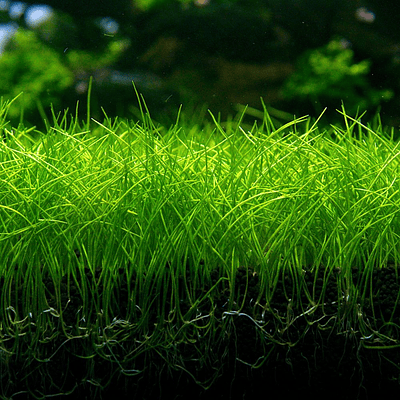 Eleocharis "Parvula" - In-vitro