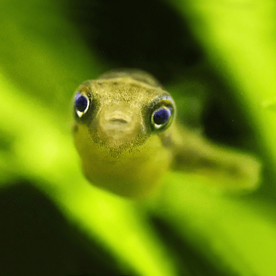 Puffer Anão (Carinotetraodon travancoricus)