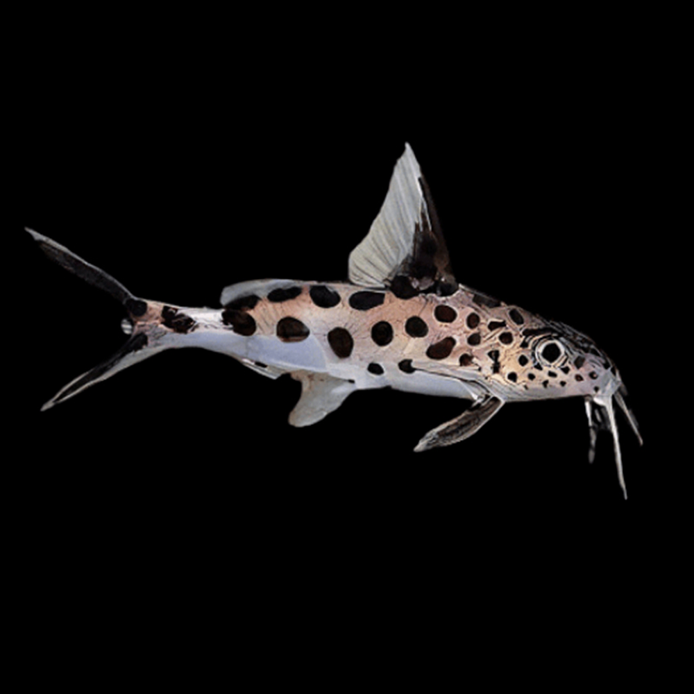 Synodontis multipunctatus XL (+10cm)