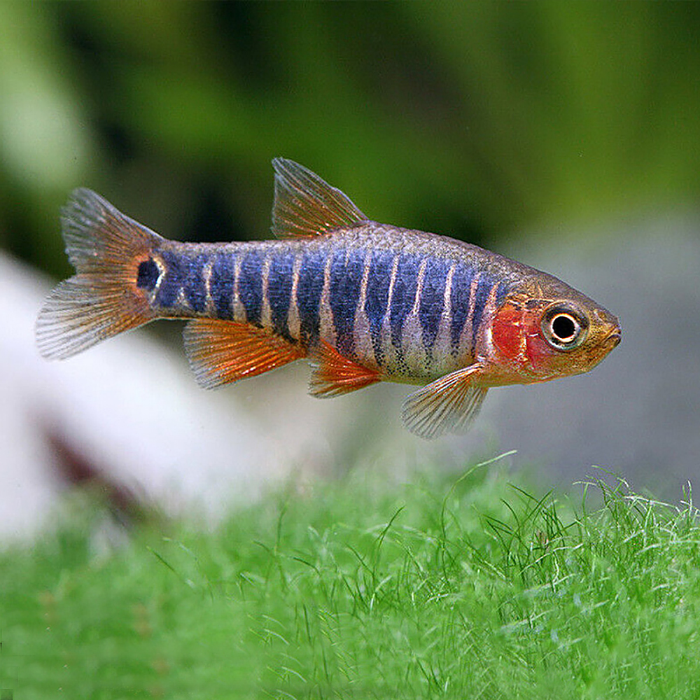 Rasbora Erythromicron