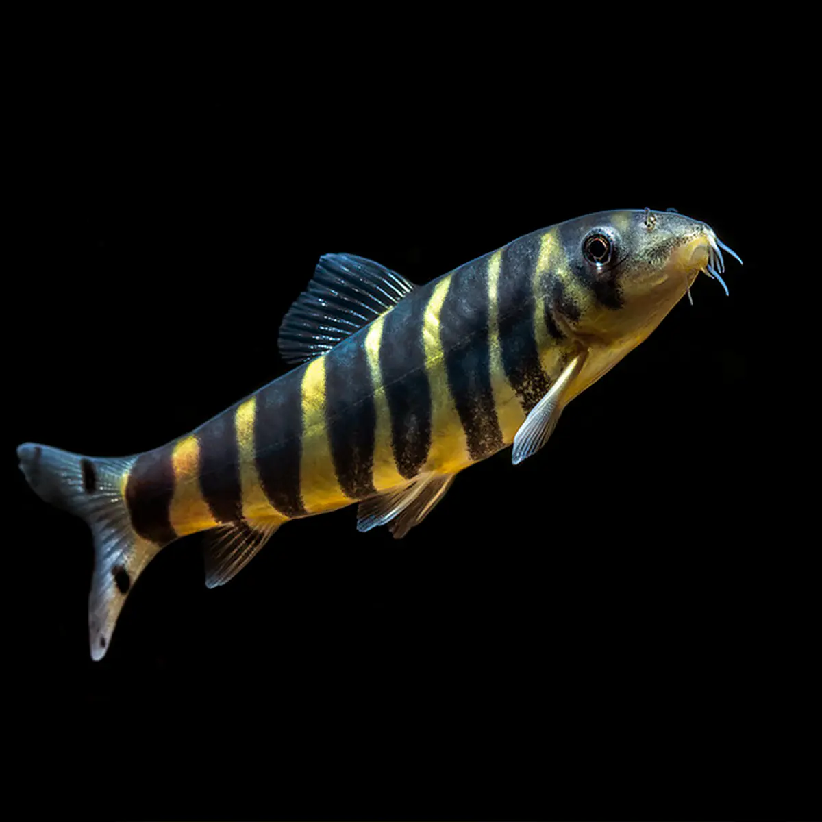 Botia Bengali (Botia Dario)