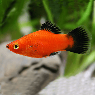 Platy Wagtail Vermelho