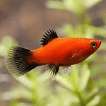 Platy Wagtail Vermelho