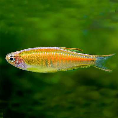 Danio Choprae