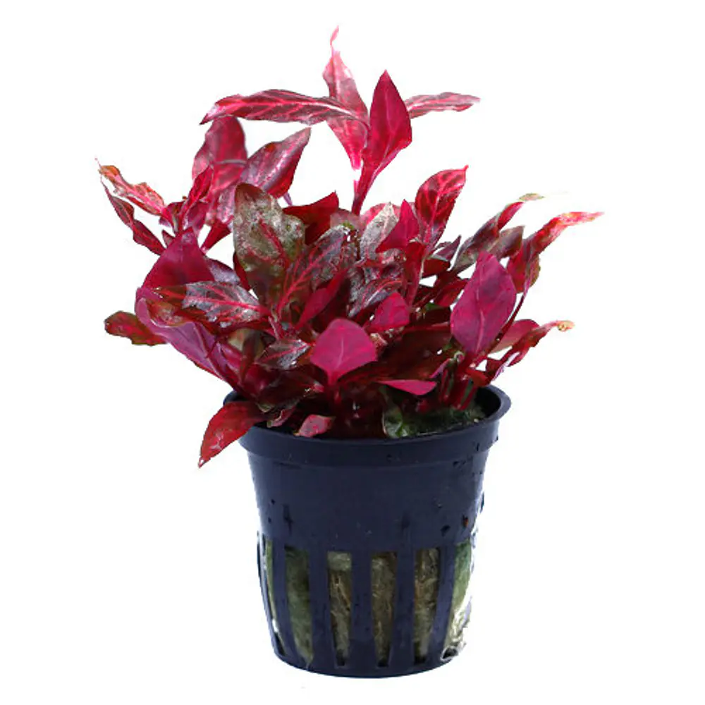 Alternanthera cardinalis "Double Red" - vaso
