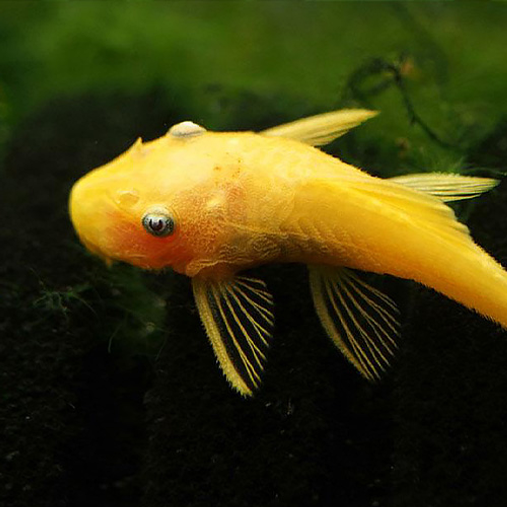 Ancistrus L144 "Lemon" - 3/4cm