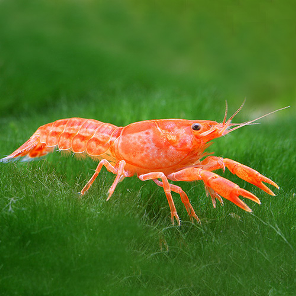 Cambarellus patzcuarensis "Orange " (CPO)